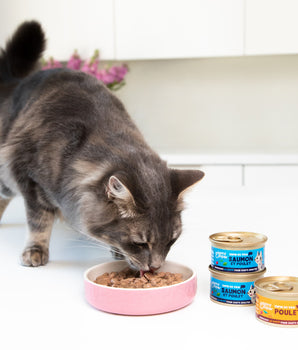 Pâtée Sans Céréales Edgard Cooper Saumon Poulet Chat