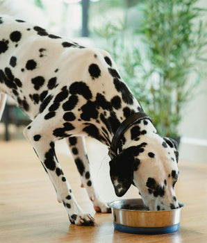 Petty Well Croquettes Sans Cereales Poulet & Legumes pour Chien de Grande Taille