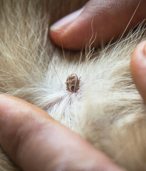 Pince à tiques Antiparasitaires Chien Chat