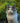 Pipettes Antiparasitaires Bio Felichef Naturel Chat Chaton