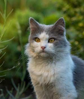 Pipettes Antiparasitaires Bio Felichef Naturel Chat Chaton