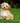 Pipettes Antiparasitaires Canichef Bio Naturel Chiot Petit Chien