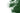 Spiruline Bio pour Chien