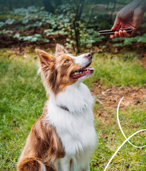 Stick Dentaire Yarrah Bio Végétalien Chien