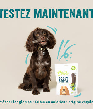 Stick dentaire Edgard Cooper Pomme Eucalyptus Chien