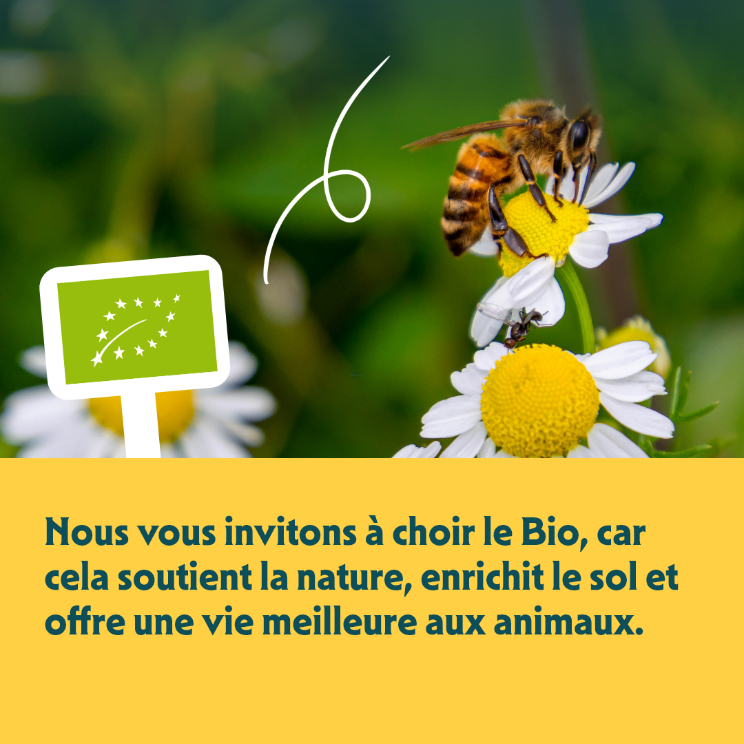 Yarrah Batonnets a macher Bio au Bœuf pour Chien