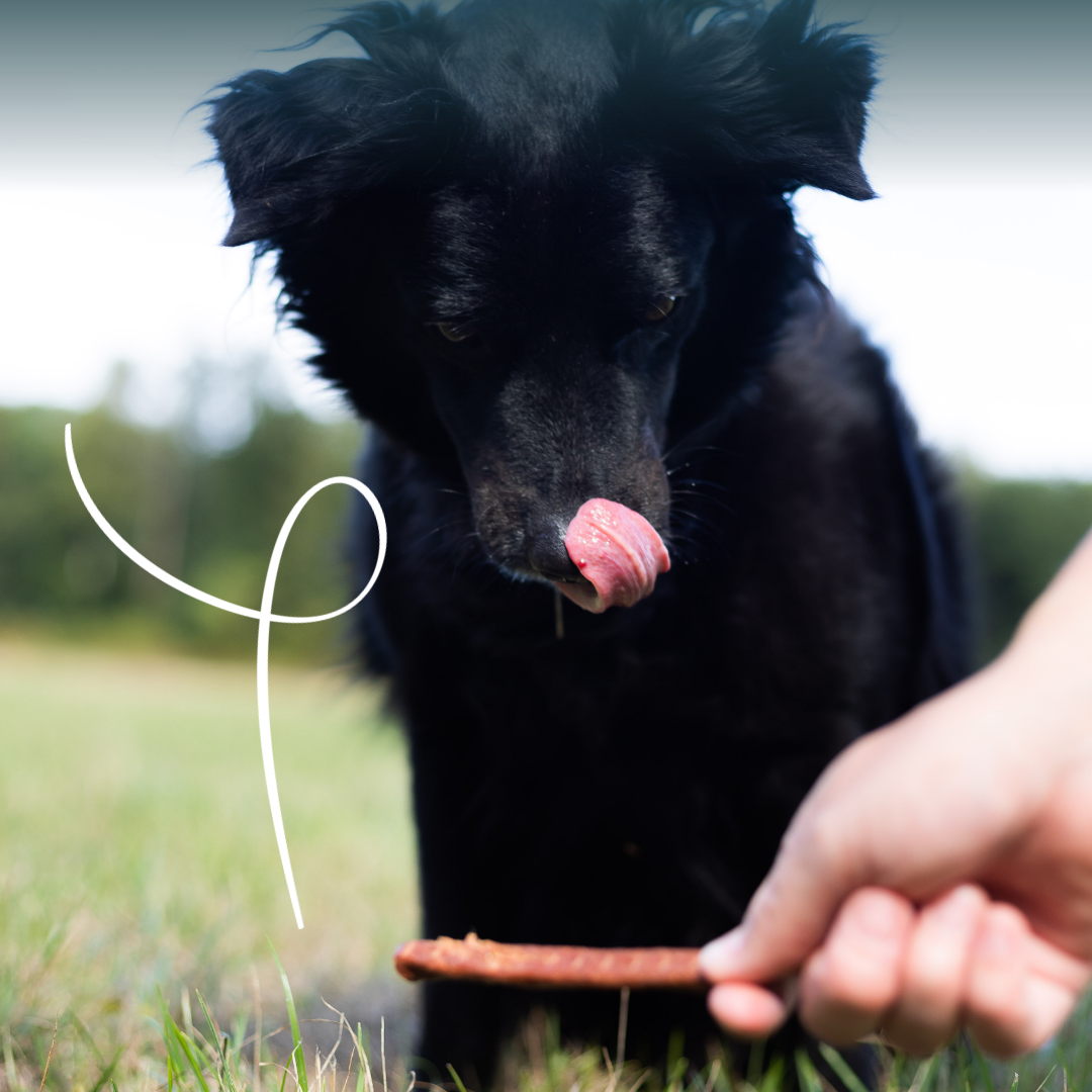 Yarrah Batonnets a macher Bio au Bœuf pour Chien