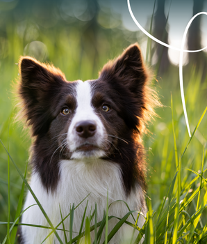 Yarrah Bouchees Bio Vegetariennes Sans Cereales Chien