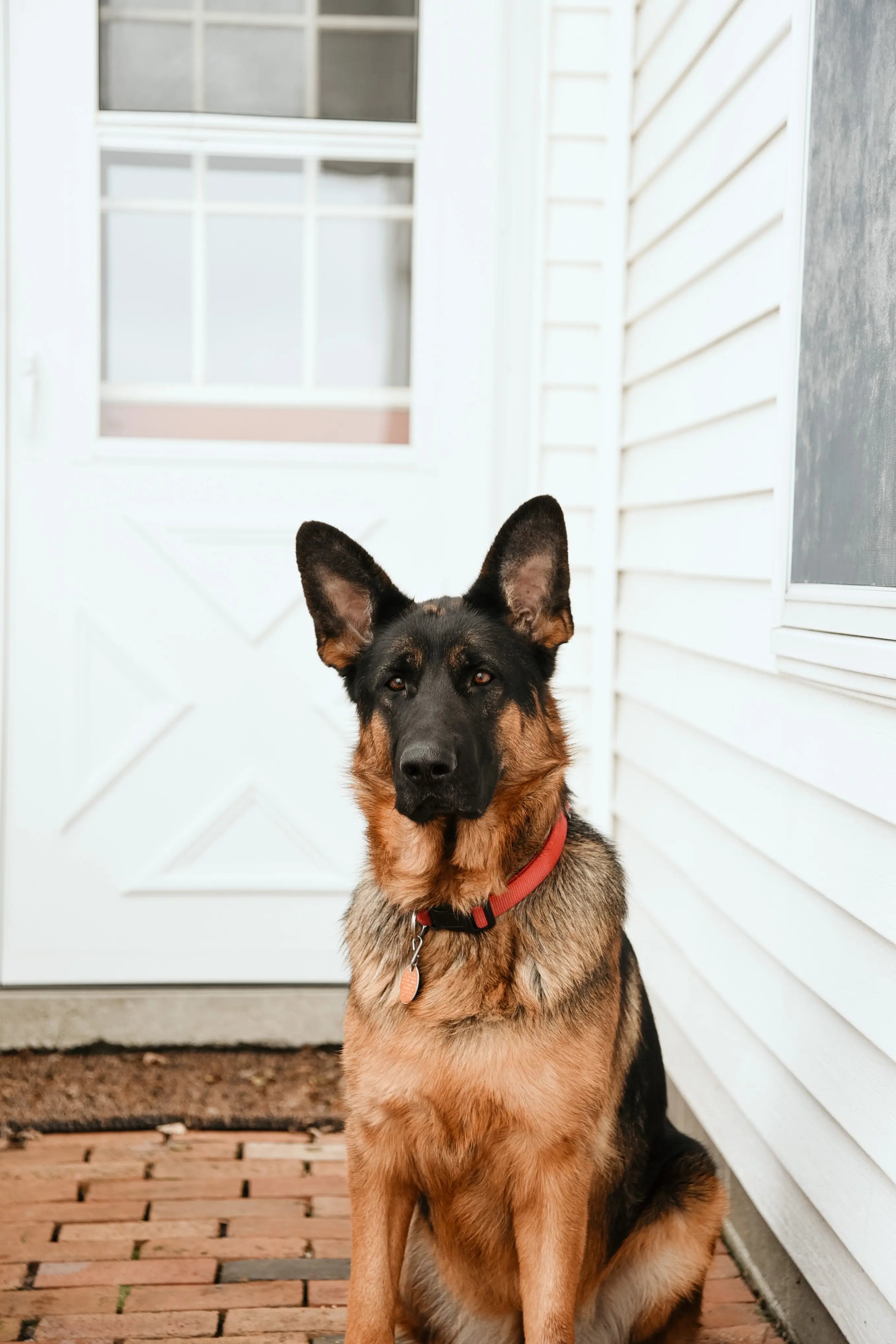 Chien de berger assis après avoir mangé de la nourriture bio et naturelle.