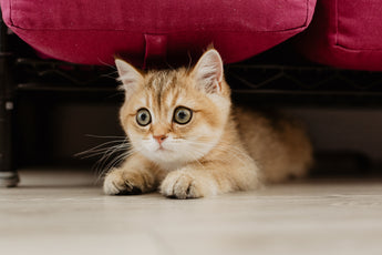 Chaton surpris de découvrir de la nourriture bio et naturelle.