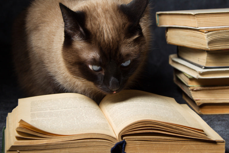 Chat qui regarde un livre vantant les bienfaits des produits bio et naturels.