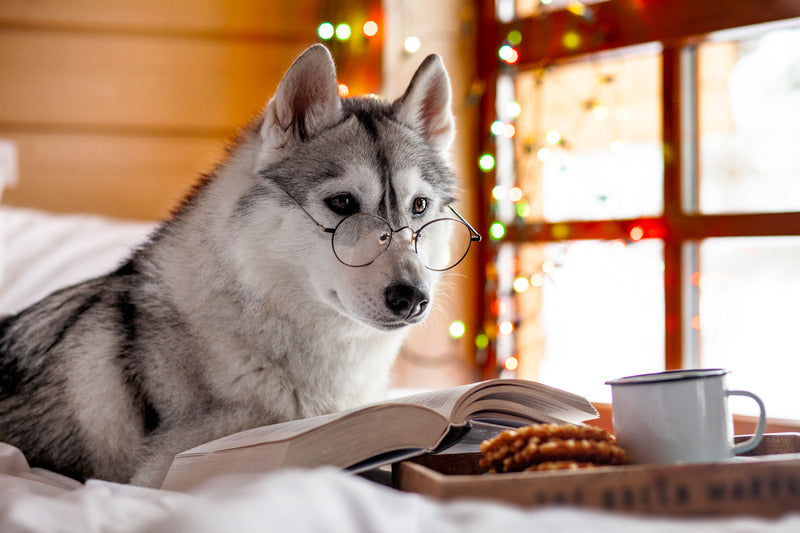 Chien loup avec des lunettes regardant un livre sur la nourriture bio et naturelle.