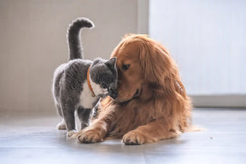 Un chien et un chat front contre front. Ils mangent des croquettes bio et naturelles.