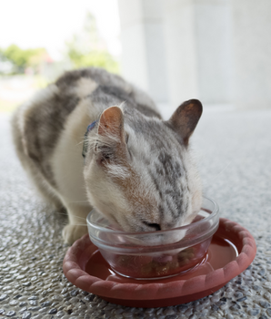 Chat dégustant des croquettes bio et naturelles.