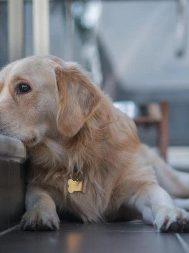 Chien triste de ne pas consommer des produits bio et naturels.