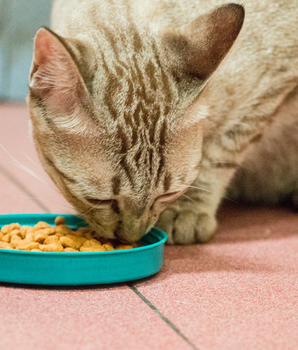 Chat dégustant des croquettes sans céréales bio et naturelles.