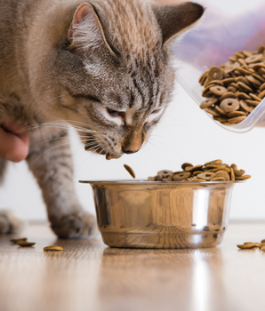 Chat dévorant des croquettes bio et naturelles sans céréales.