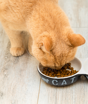 Chat dégustant des croquettes bio et sans céréales dans sa gamelle.