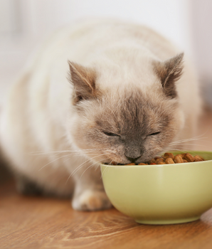 Chat mangeant des croquettes sans céréales et naturelles dans une gamelle.