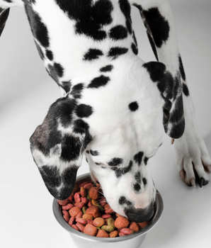 Dalmatien dégustant des croquettes bio et naturelles sans céréales.