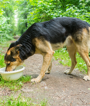 Chien dégustant de la pâtée bio et sans céréales dans la nature.