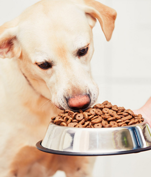 Chien dégustant des croquettes naturelles et sans céréales dans une gamelle.