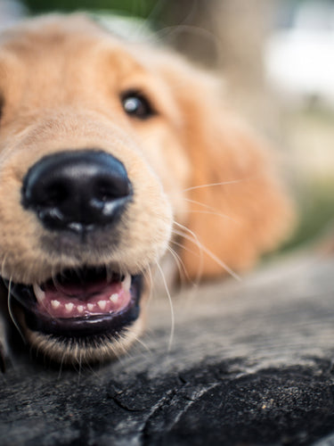 Chien heureux de manger de la nourriture bio et naturelle.