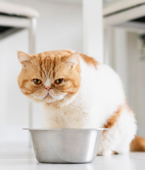 Chat devant une gamelle de croquettes bio et sans céréales.