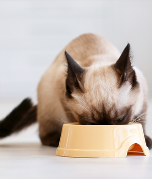 Chat dévorant des croquettes bio et sans céréales.