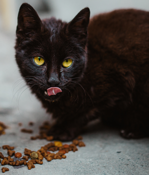 Chat mangeant des croquettes bio et naturelles.