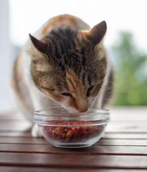 Chat dégustant ses croquettes sans céréales et naturelles dans sa gamelle.