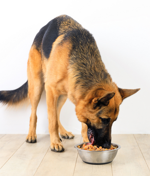 Chien dévorant des croquettes naturelles et sans céréales dans sa gamelle.