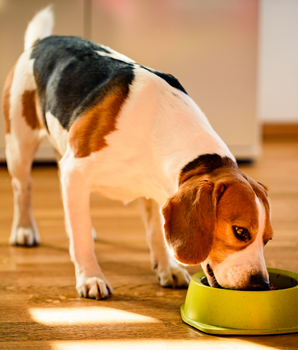 Chien dévorant des croquettes naturelles et sans céréales dans sa gamelle.