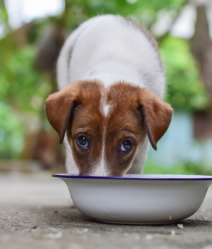 Chien dégustant des croquettes sans céréales et naturelles dans sa gamelle.