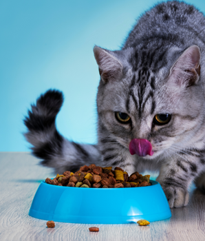 Chat stérilisé dégustant des croquettes sans céréales.