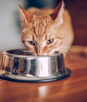 Chat dégustant des croquettes naturelles et sans céréales dans sa gamelle.