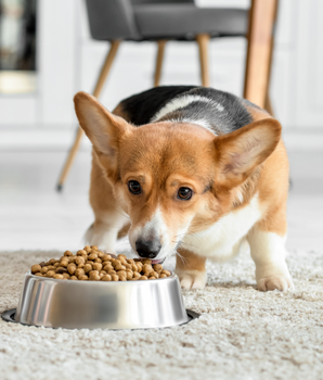 Chien mangeant des croquettes naturelles et sans céréales dans une gamelle.