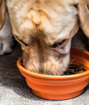 Chien dégustant des croquettes bio et naturelles.