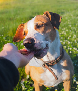 Friandise bio et naturelle pour chien