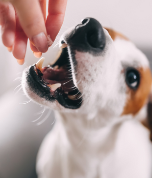 Chien se préparant à déguster une friandise bio et naturelle.