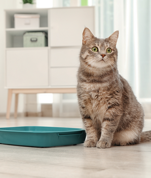 Chat devant une litière biodégradable, végétale et écologique.