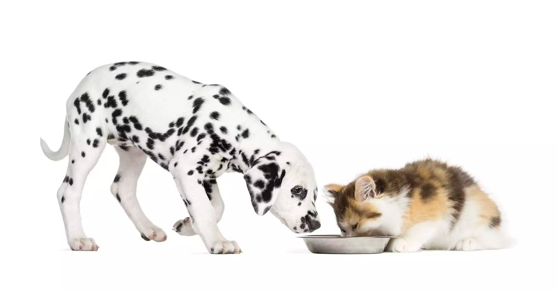 Un chien et un chat dégustant de la nourriture bio et naturelle