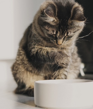 Chaton appréciant sa gamelle de pâtées bio sans céréales.