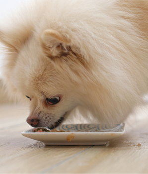 Chien dégustant de la pâtée sans céréales naturelle.