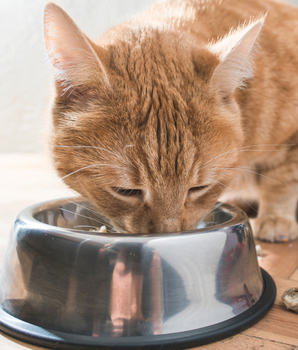 Chat dévorant de la pâtée bio et naturelle dans sa gamelle.