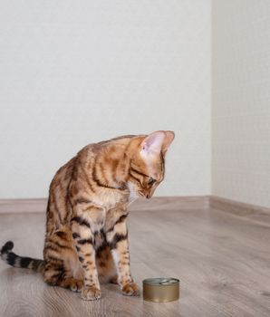 Chat devant une conserve de pâtée bio et naturelle.