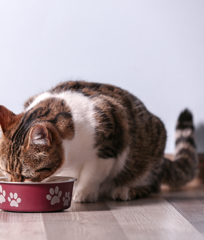 Chat dévorant de la pâtée bio et sans céréales dans sa gamelle.