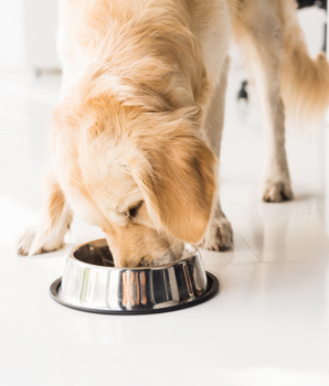 Chien dégustant de la pâtée bio et sans céréales dans sa gamelle.