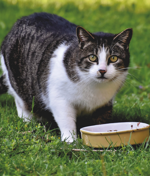 Chat dans l'herbe, devant une gamelle de pâtée bio et naturelle.