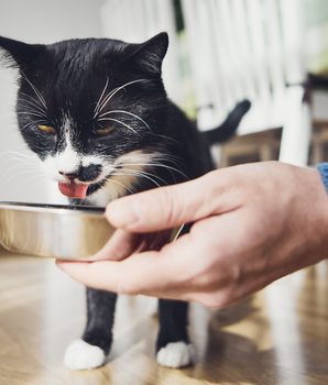 Chat goûtant de la pâtée sans céréales et bio.